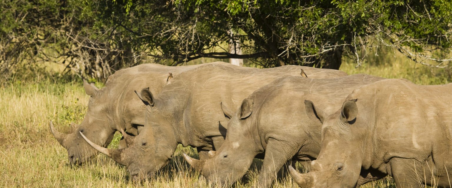 KwaZulu-Natal - safaris